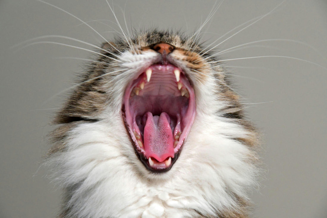Cat Dental Care 101 - Catscart