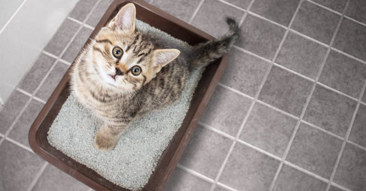 How to Litter Train Your Kitten (Indian Apartment Edition)