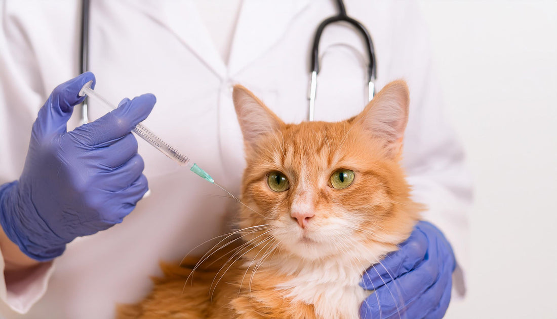 The Cat Vaccination Timeline