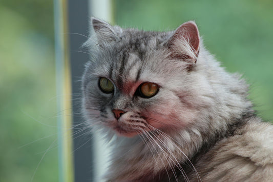 Persian Cats in the India