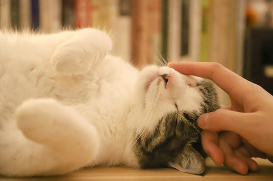 Your Cat Thinks You're Weird (But Loves You Anyway): A Guide to Bonding