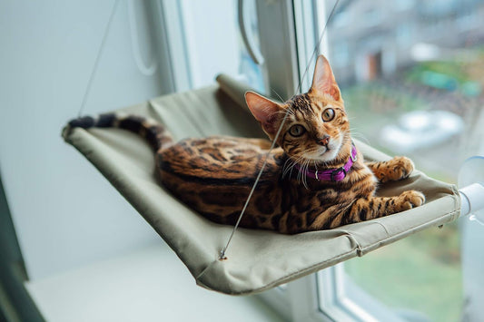 Window Perch - No Tools, Premium Window Lounger by Catscart - Catscart