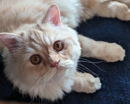 Meow-tastic Names for Your Cat : 100+ Meow-nificent Cat Names