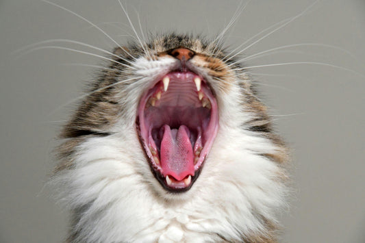 Cat Dental Care 101 - Catscart