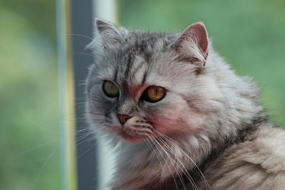 Persian Cats in the India