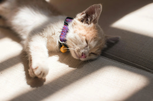 15 Cat Questions Every Owner Actually Asks (2026)