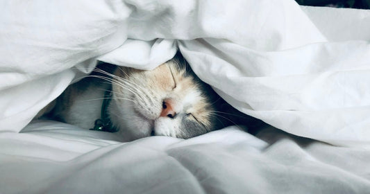 A white and cream cat asleep under a white duvet