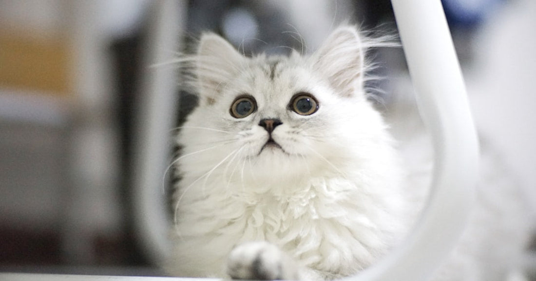 A fluffy white Persian cat with a long, dense coat sitting calmly indoors