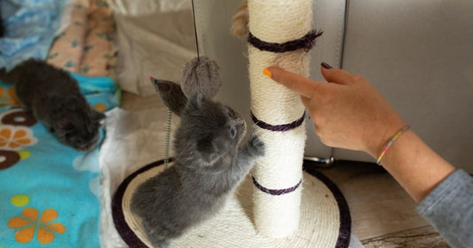 Why Cats Scratch Furniture (and How to Redirect them)