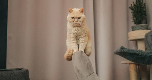 An orange tabby cat sitting alert on a chair in a cozy living room