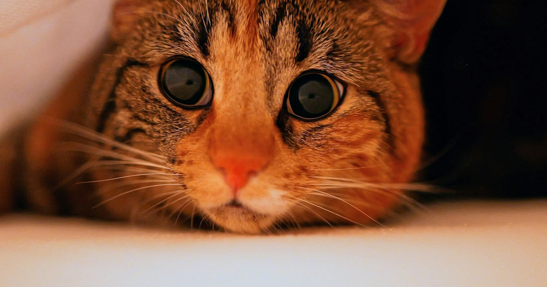 A cat peeking out from under a blanket